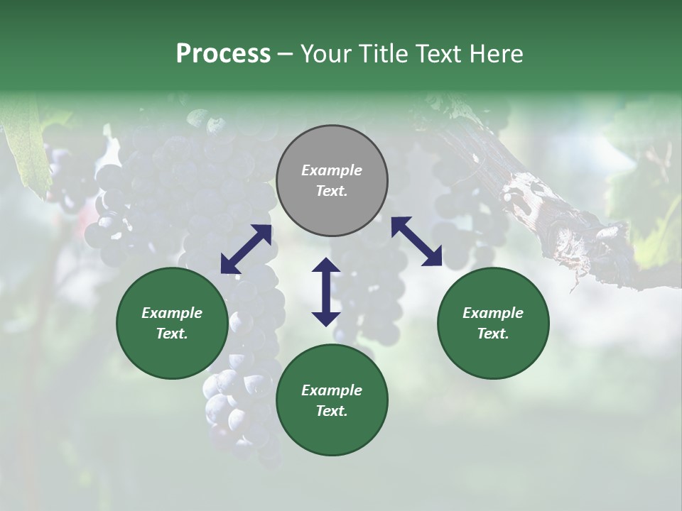 Ripe Merlot Grapes On Vine In Vineyard PowerPoint Template