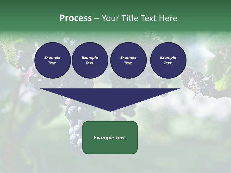 Ripe Merlot Grapes On Vine In Vineyard PowerPoint Template