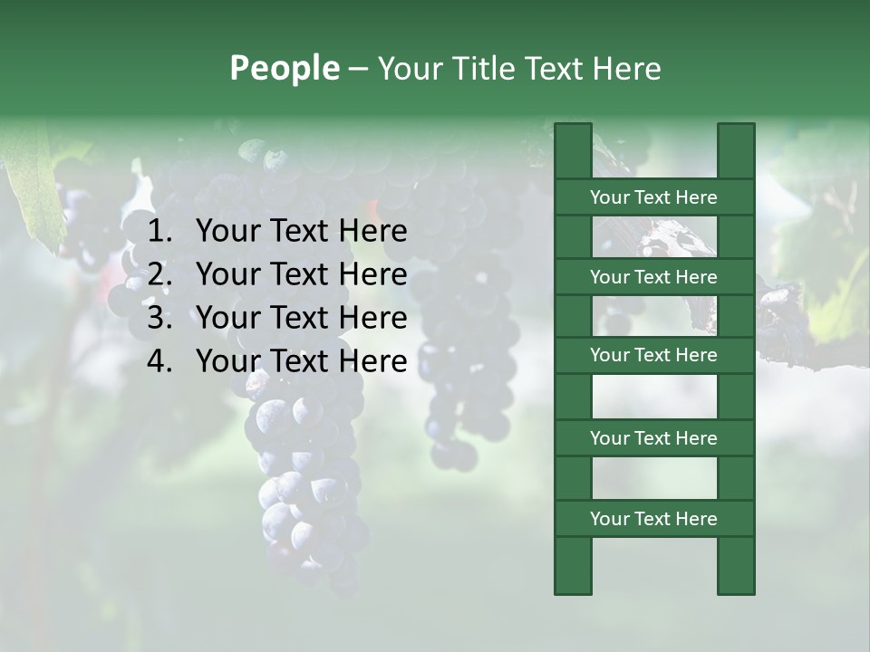 Ripe Merlot Grapes On Vine In Vineyard PowerPoint Template