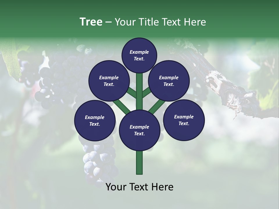 Ripe Merlot Grapes On Vine In Vineyard PowerPoint Template