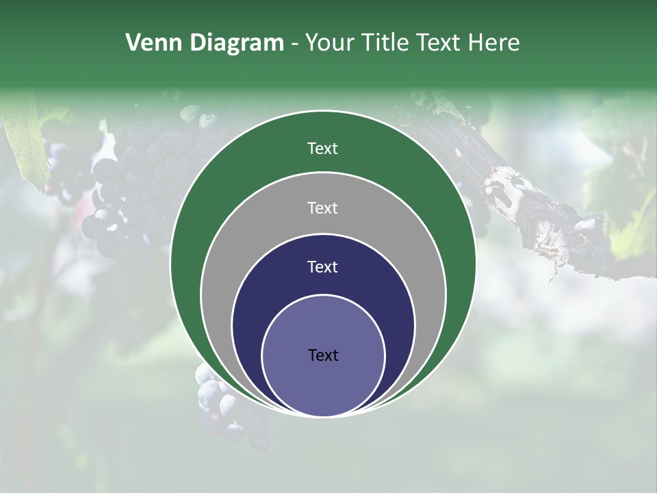 Ripe Merlot Grapes On Vine In Vineyard PowerPoint Template