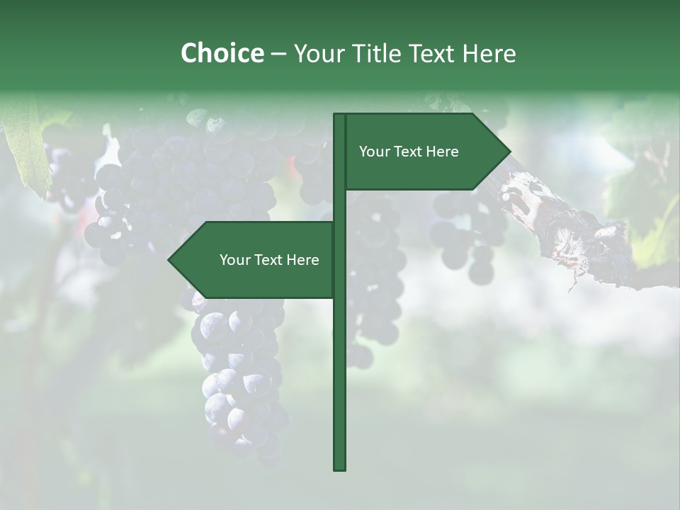 Ripe Merlot Grapes On Vine In Vineyard PowerPoint Template