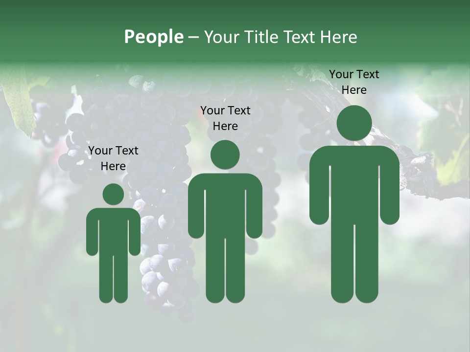 Ripe Merlot Grapes On Vine In Vineyard PowerPoint Template