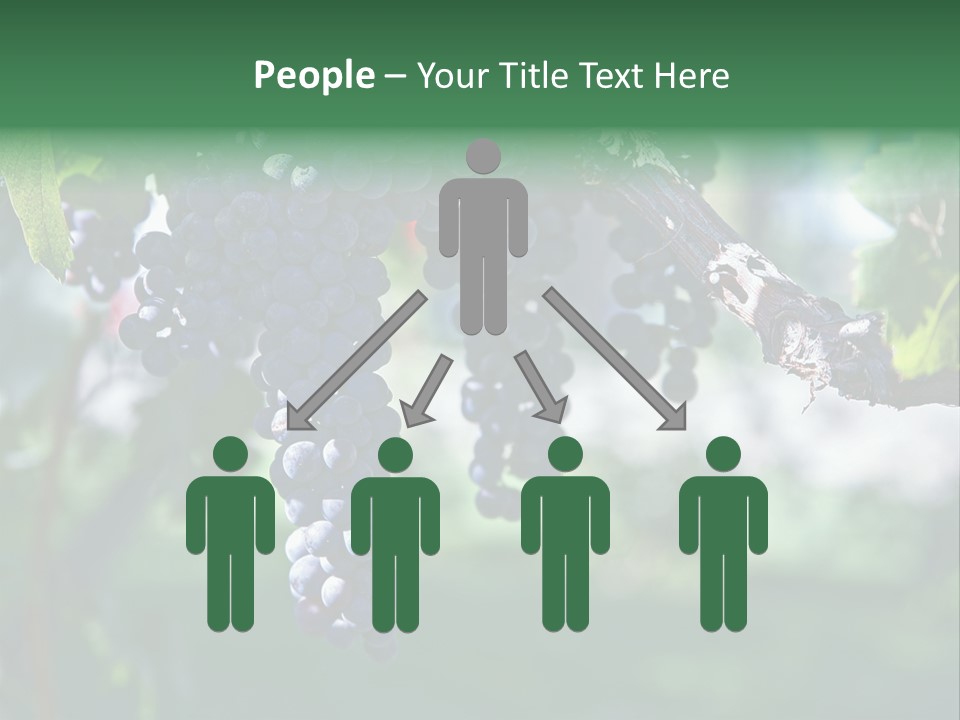 Ripe Merlot Grapes On Vine In Vineyard PowerPoint Template