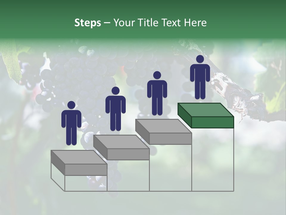 Ripe Merlot Grapes On Vine In Vineyard PowerPoint Template