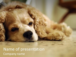 So Sleepy PowerPoint Template