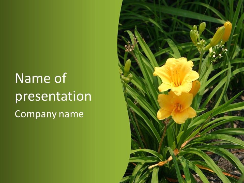 Daylily PowerPoint Template