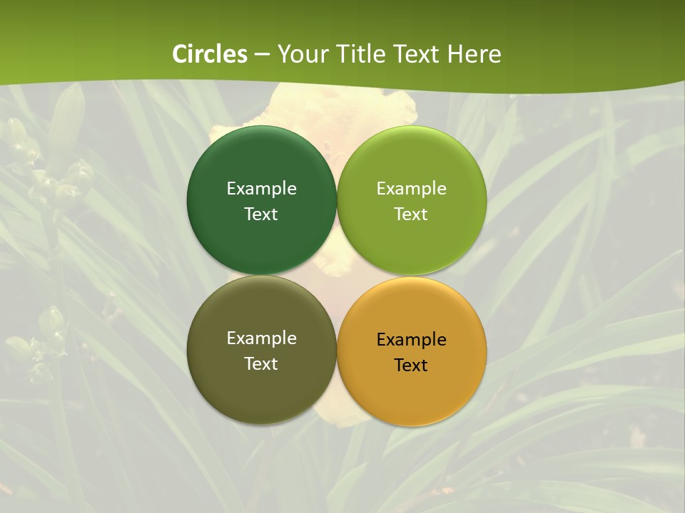 Daylily PowerPoint Template