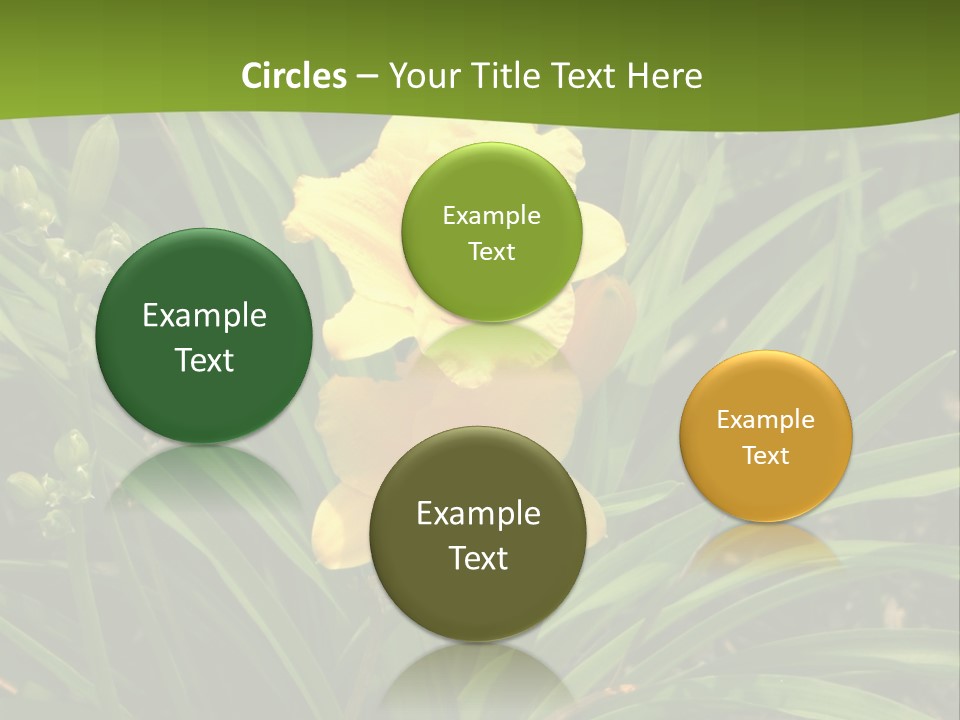 Daylily PowerPoint Template