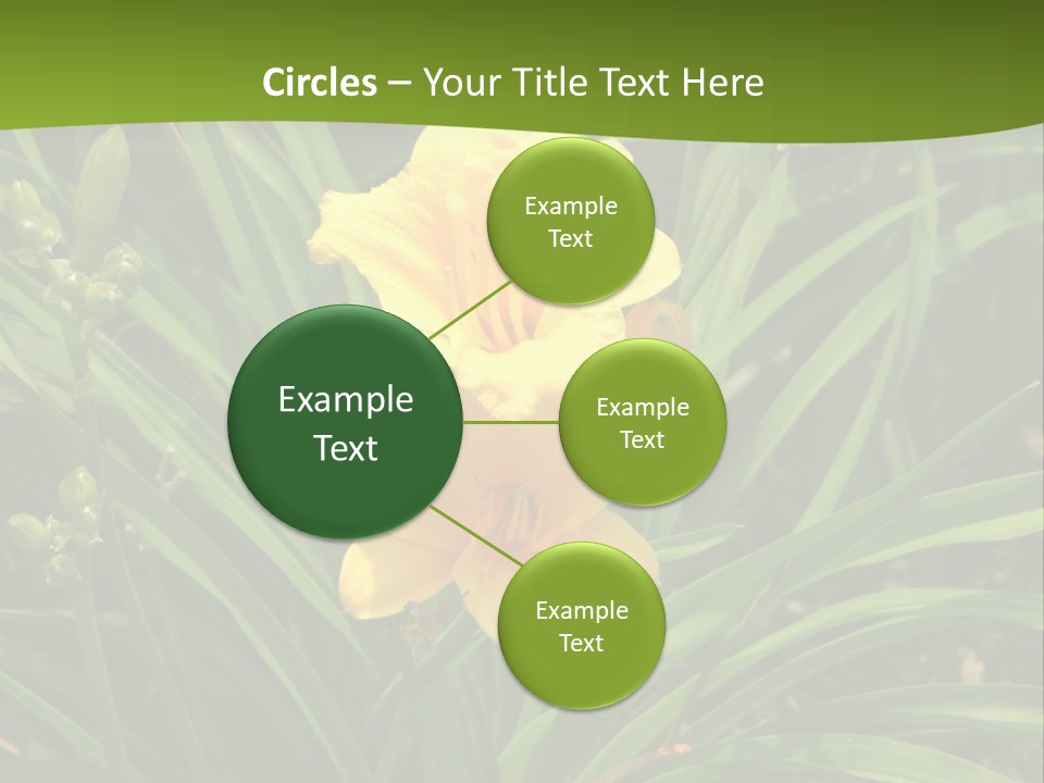 Daylily PowerPoint Template