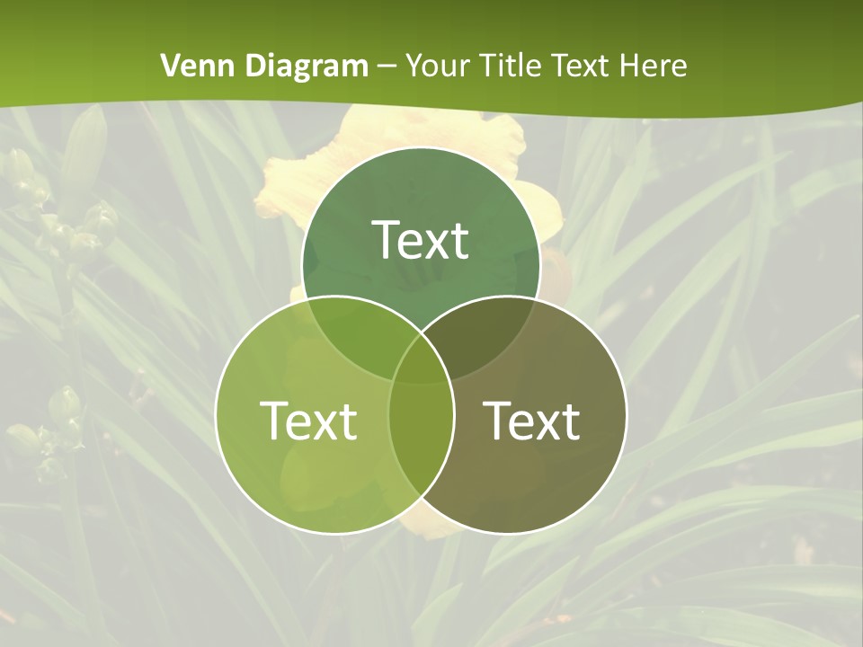 Daylily PowerPoint Template