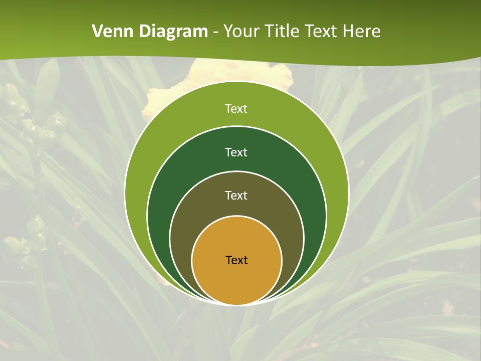 Daylily PowerPoint Template