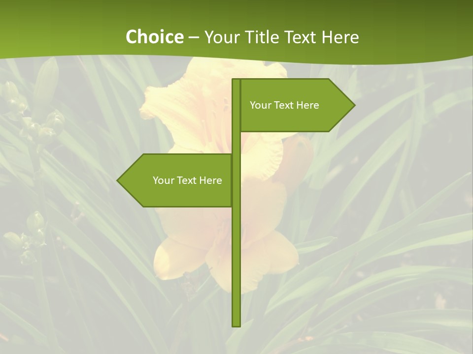 Daylily PowerPoint Template
