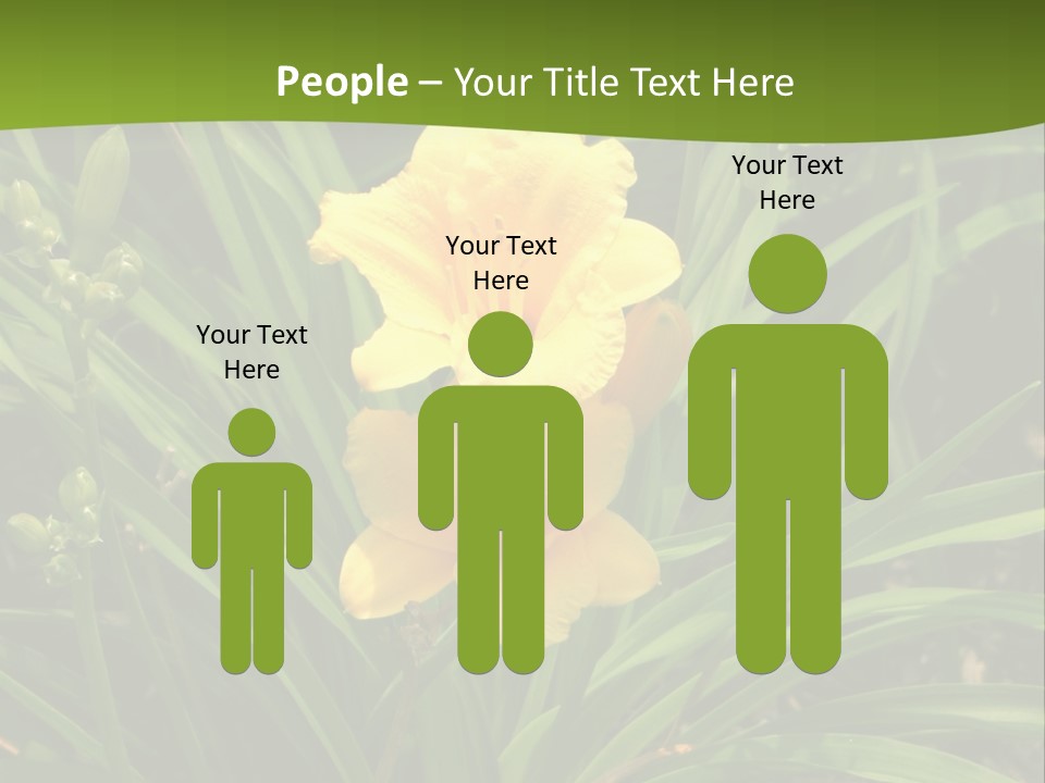 Daylily PowerPoint Template