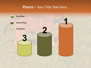 Tervueren Puppy PowerPoint Template