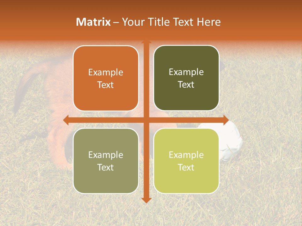 Tervueren Puppy PowerPoint Template