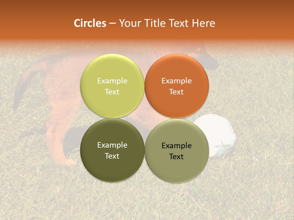 Tervueren Puppy PowerPoint Template