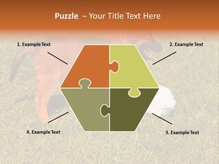 Tervueren Puppy PowerPoint Template