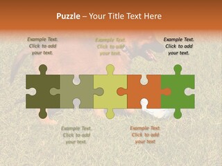 Tervueren Puppy PowerPoint Template