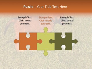 Tervueren Puppy PowerPoint Template