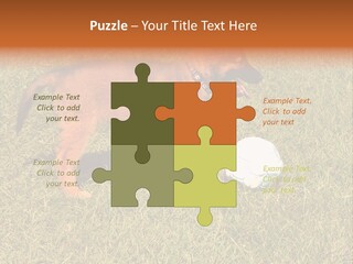 Tervueren Puppy PowerPoint Template