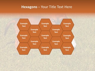 Tervueren Puppy PowerPoint Template