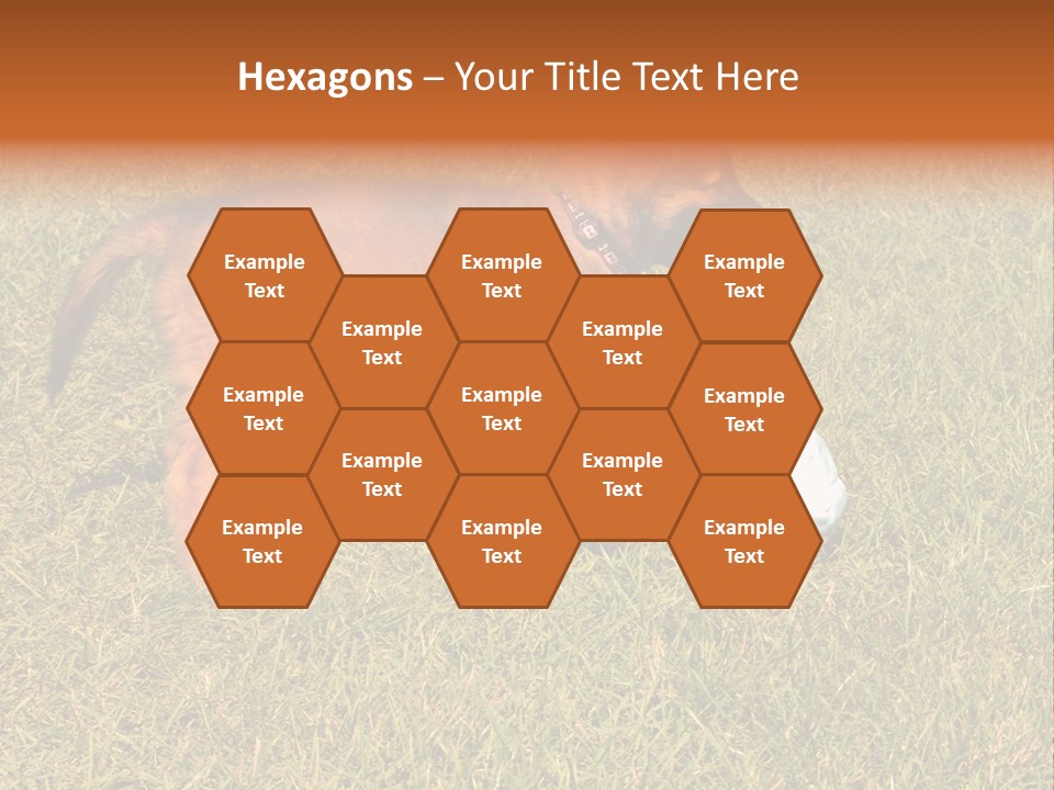 Tervueren Puppy PowerPoint Template