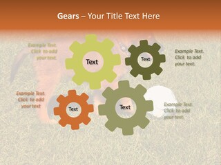 Tervueren Puppy PowerPoint Template