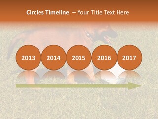 Tervueren Puppy PowerPoint Template