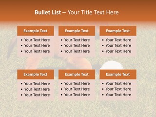 Tervueren Puppy PowerPoint Template