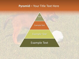 Tervueren Puppy PowerPoint Template