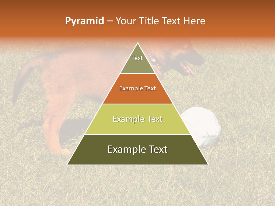 Tervueren Puppy PowerPoint Template