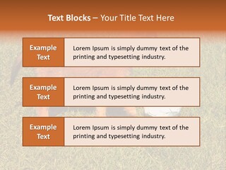 Tervueren Puppy PowerPoint Template