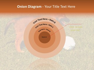 Tervueren Puppy PowerPoint Template