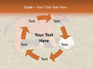 Tervueren Puppy PowerPoint Template