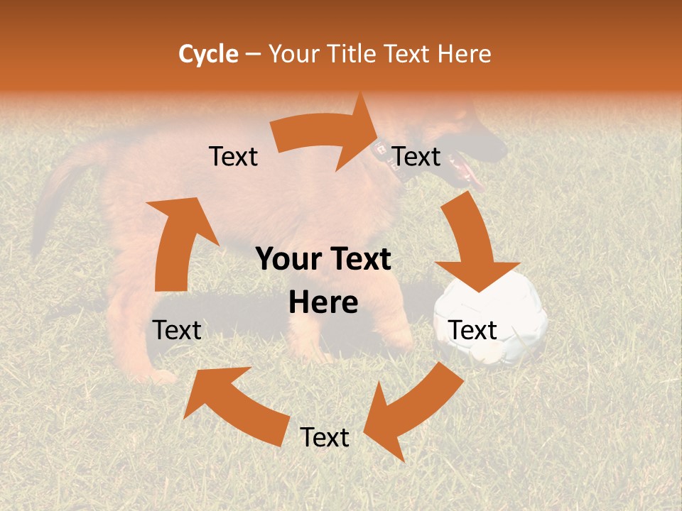 Tervueren Puppy PowerPoint Template