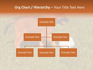 Tervueren Puppy PowerPoint Template