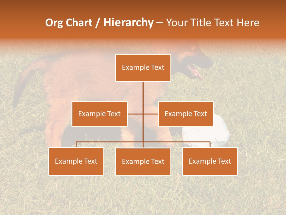 Tervueren Puppy PowerPoint Template