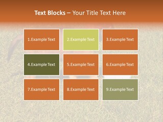 Tervueren Puppy PowerPoint Template