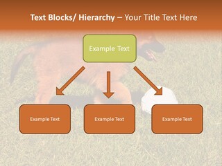 Tervueren Puppy PowerPoint Template