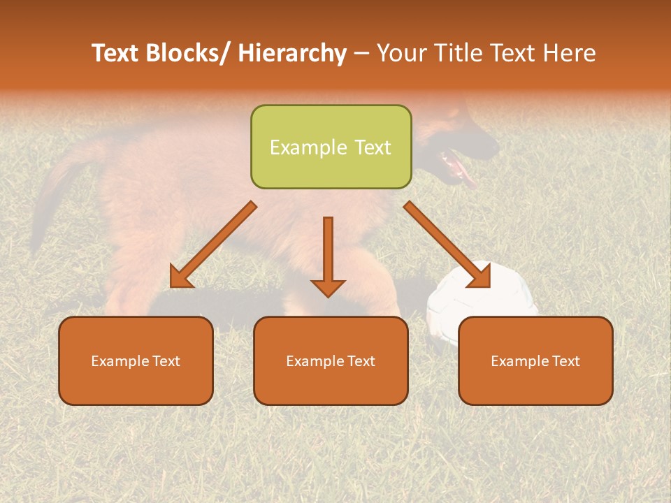 Tervueren Puppy PowerPoint Template