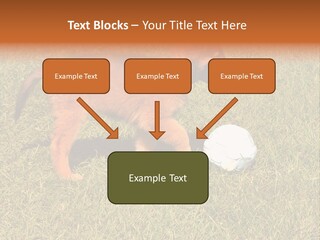 Tervueren Puppy PowerPoint Template