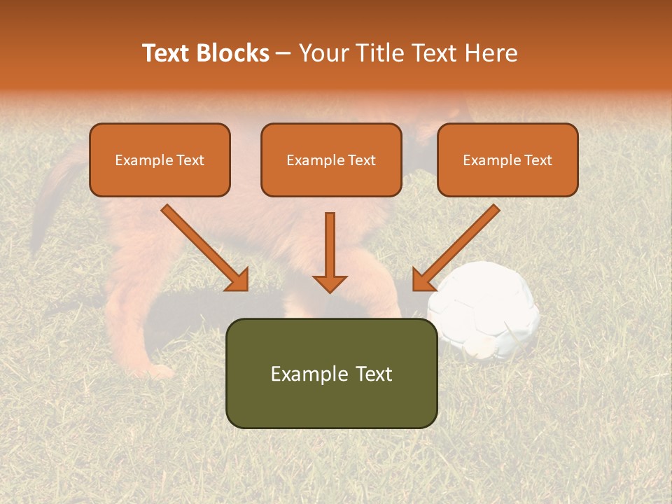 Tervueren Puppy PowerPoint Template