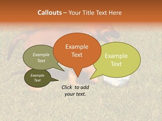 Tervueren Puppy PowerPoint Template