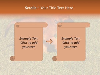 Tervueren Puppy PowerPoint Template