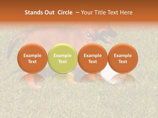 Tervueren Puppy PowerPoint Template