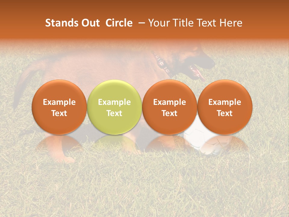 Tervueren Puppy PowerPoint Template