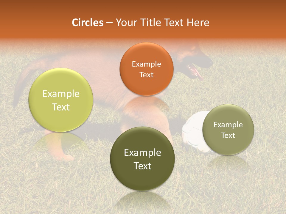 Tervueren Puppy PowerPoint Template