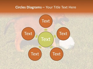 Tervueren Puppy PowerPoint Template