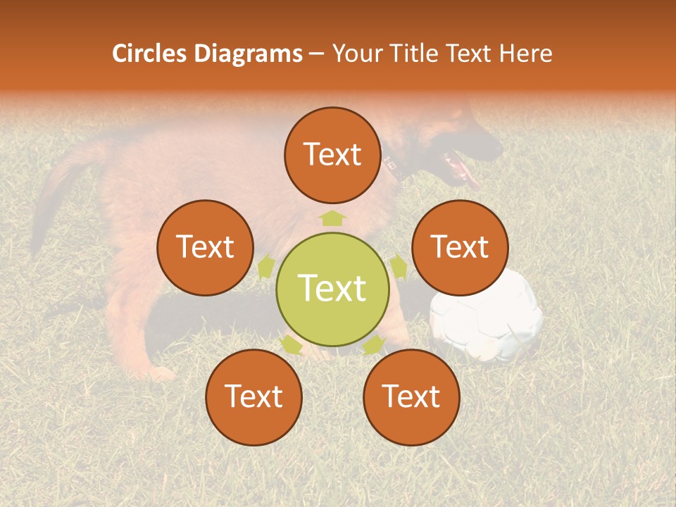 Tervueren Puppy PowerPoint Template